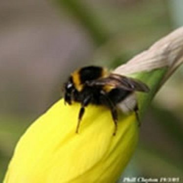 Bee on flower | Phill Clayton 19/3/05