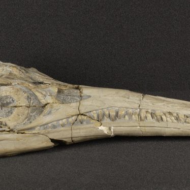 Skull of a 200 million year-old Jurassic ichthyosaur from Binton. Collected in the nineteenth century by the Warwickshire Natural History and Archaeological Society.