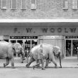 Elephants in Nuneaton Jigsaw Puzzle (80 Pieces)
