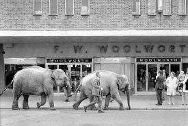 Elephants from Sir Robert Fossett's circus parading along Queen's Road, Nuneaton. May 5th 1974. |  Warwickshire County Record Office reference PH(N)882/4776
