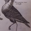 Francis Willughby - Ornithologist