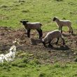 Field Names: Why Name Fields?