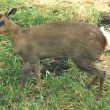 Muntjac Deer