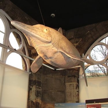 Ichthyosaur model at the Market Hall Museum | Jon Radley
