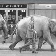 Elephants from Sir Robert Fossett's circus parading along Queen's Road, Nuneaton, 1974