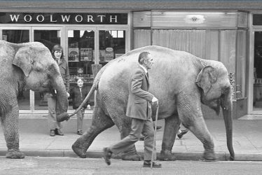 Elephants from Sir Robert Fossett's circus parading along Queen's Road, Nuneaton, 1974