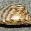 Zebra Mussels