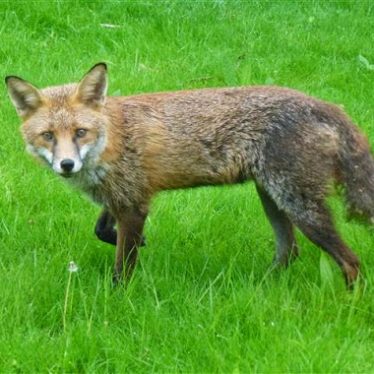 Help Needed for Recording Common Mammals in Warwickshire, Coventry and Solihull