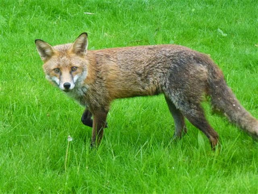 Fox outside Conservation building in Priory Park. | Photograph courtesy of Robert Pitt