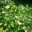 The Maidenhair Trees of Priory Park, Warwick