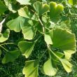 Warwickshire in 100 Objects: Ginkgo Trees