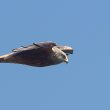 Warwickshire Red Kites Are On the Increase