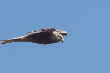 Warwickshire Red Kites Are On the Increase