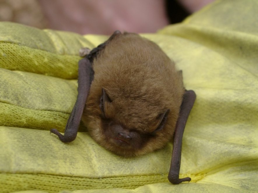 Warwickshire Bat Group