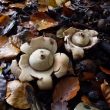 Earth Star Fungus