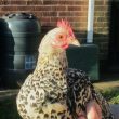 Christmas Chickens and Probation