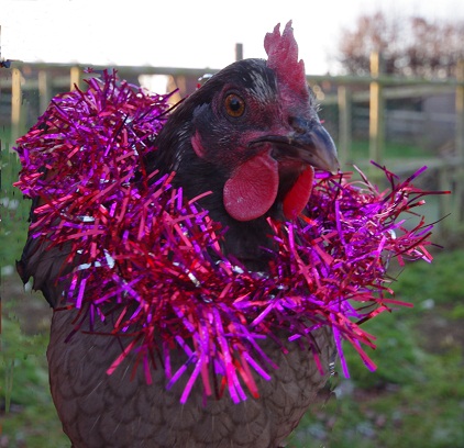 A chicken that has tinsel draped around it. The chicken looks grumpy. | Photo by Robert Ravenhall.