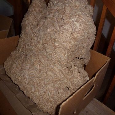 A good example of a wasp nest | Ron Thorpe