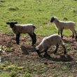 Chinese Year of the Sheep