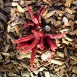 Octopus Stinkhorn - A First for Warwickshire