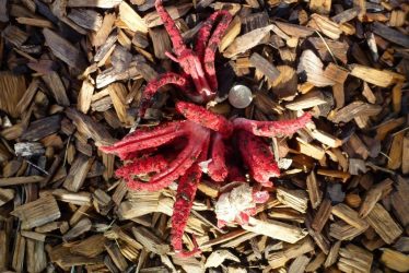 Octopus Stinkhorn - A First for Warwickshire