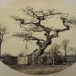 Old Trees of Warwickshire. What Stories They Could Tell?
