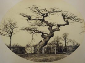 The Watch Oak Milverton N.B. The photograph I came across originally was in a book (WCRO Ref. No. B.LEA.Mem) This is one I found subsequently that gives a much clearer view of the ancient tree. | Warwickshire County Record Office reference PH 631/2/52