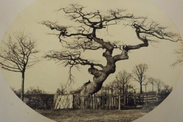 Old Trees of Warwickshire. What Stories They Could Tell?