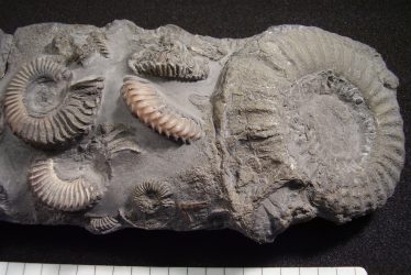 A Jurassic Treasure From Southam