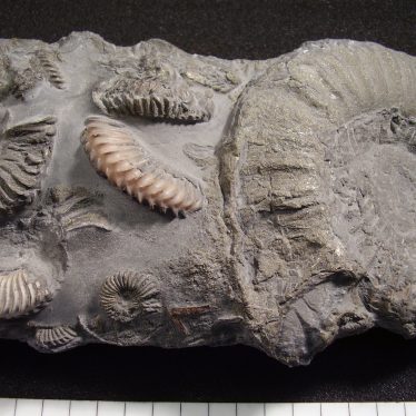 Southam ammonites | Photo courtesy of Warwickshire Museum