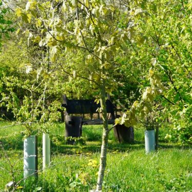Memorial Trees in Spring | Image supplied by Sun Rising.