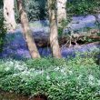Bluebell Woods