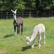 Alpacas in Warwickshire