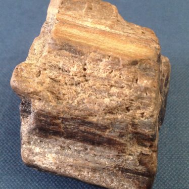 Pebble of fossil wood from Beausale | Andy Isham
