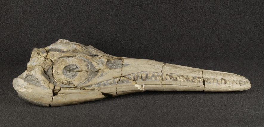 Binton ichthyosaur skull | Warwickshire Museum