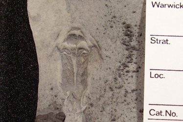 Southam's 'Little Trace'