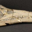 Warwickshire's Sea-dragon: an Ichthyosaur Skull From Binton