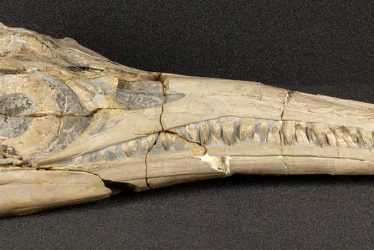 Warwickshire's Sea-dragon: an Ichthyosaur Skull From Binton