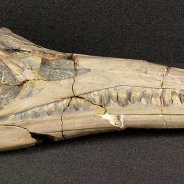 Warwickshire's Sea-dragon: an Ichthyosaur Skull From Binton