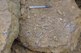 'Belemnite' battlefield, Edge Hill. A pen is used for scaling the rock and fossils. | Photo courtesy of Warwickshire Museum.
