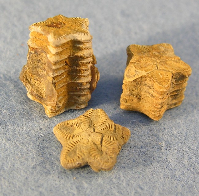 Crinoid fragments from Napton-on-the-Hill | Warwickshire Museum