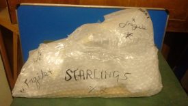 All packed up and ready to go! Starlings in bubble wrap. | Warwickshire Museum