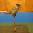 How to Pack Taxidermy: Preparation for the Move