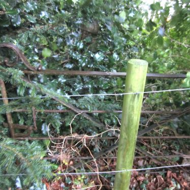 Part of cast iron gate with holly and yew branches behind barbed wire fence | Anne Langley