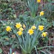 Daffodils in December