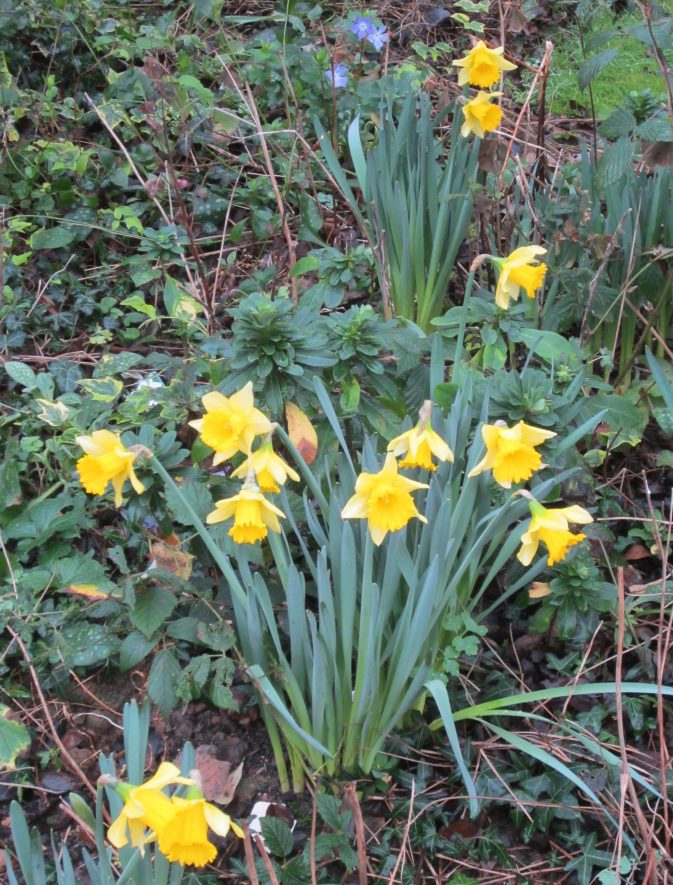 13 daffodils in full flower | Anne Langley