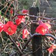 Japonica in January