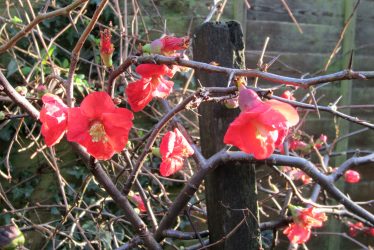 Japonica in January