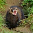 Return of Polecats
