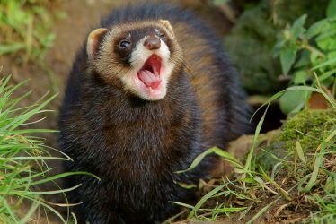Return of Polecats